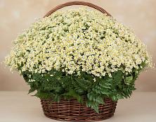 Цветочная композиция из Ромашки в корзине #REPLACE_PRED# Новом Сулаке