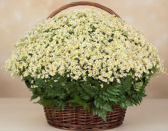Цветочная композиция из Ромашки в корзине в Новом Сулаке