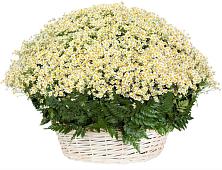 Цветочная композиция из Ромашки в корзине #REPLACE_PRED# Новом Сулаке